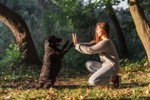dog-giving-high-five-his-pet-owner-park
